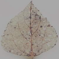 dead leaf