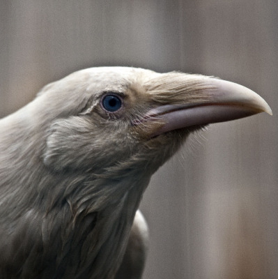 white raven 2