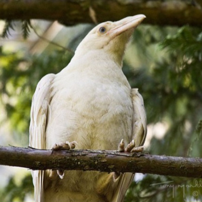 white raven 1