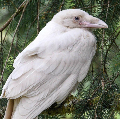 white raven 3