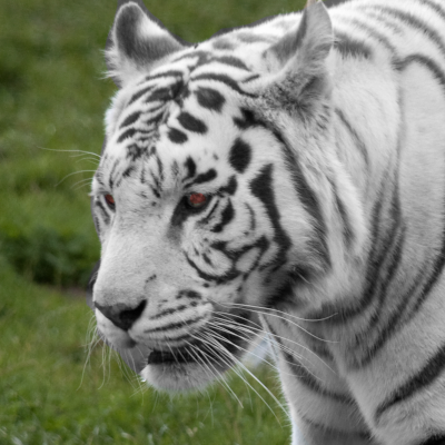 tiger