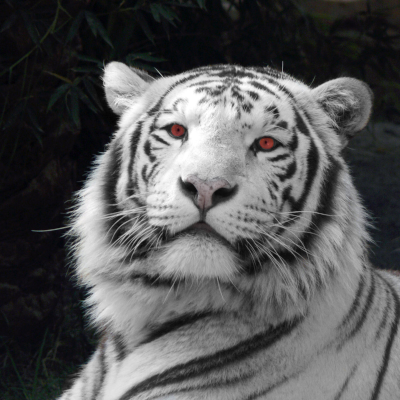 tiger