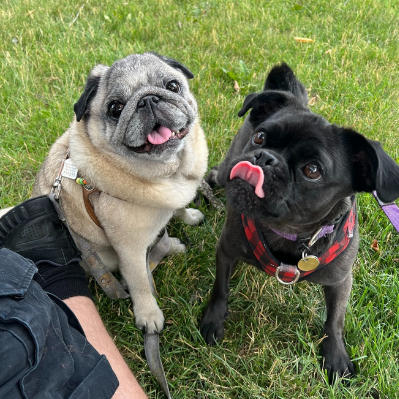mydogs