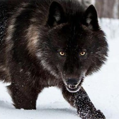 Xanwolf14