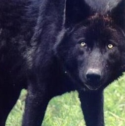 Xanwolf12