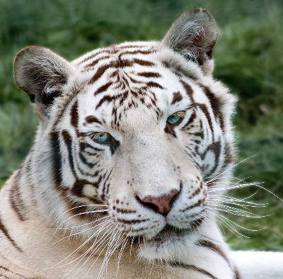 Xan tiger 