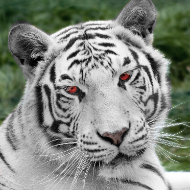 tiger