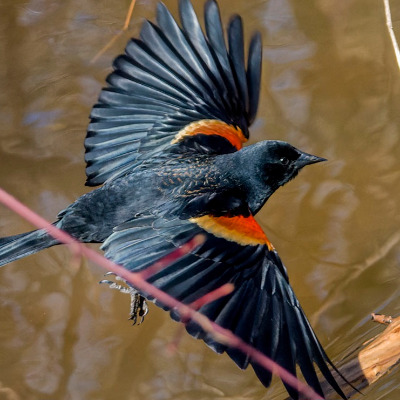 Xanblackbird4