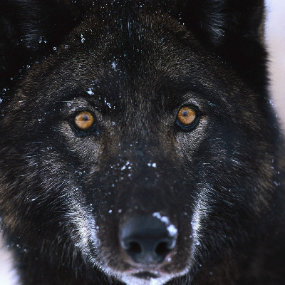 Xanwolf11