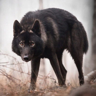 Xanwolf6