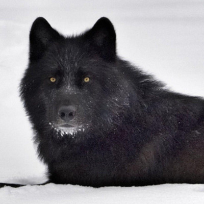 Xanwolf7