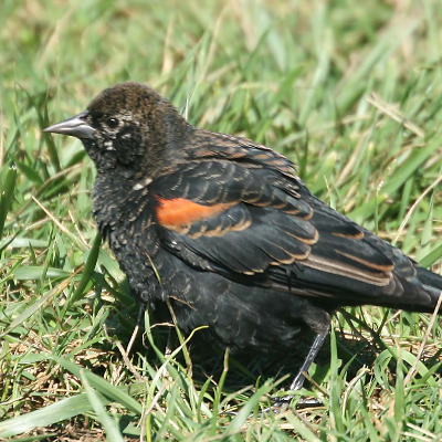 Blackbird