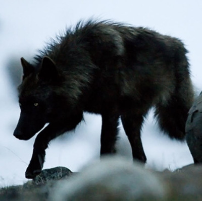 Xanwolf1
