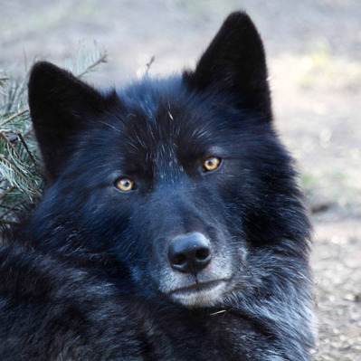 Xanwolf8