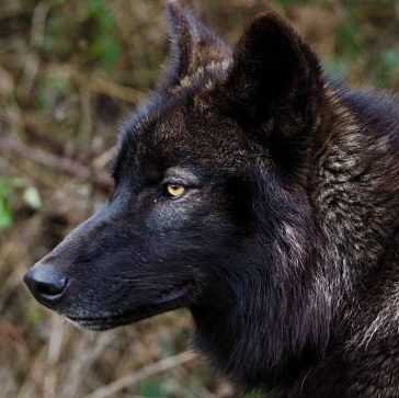 Xanwolf3