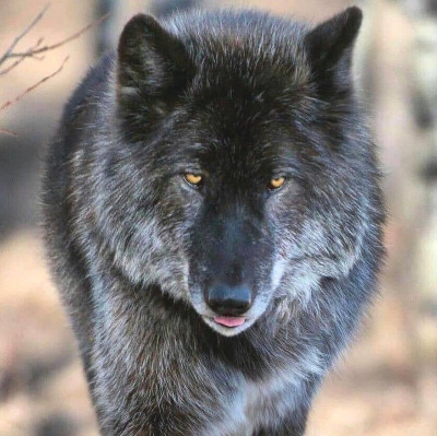 Xanwolf10