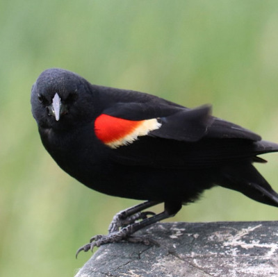 Xanblackbird2