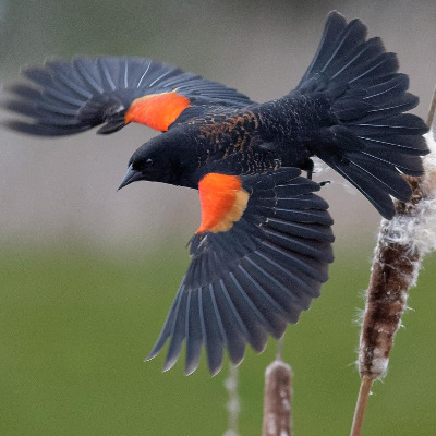 Xanblackbird1