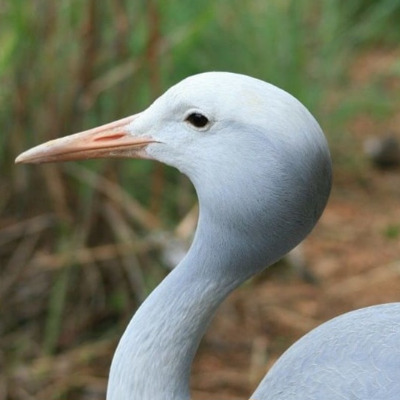 blue crane 3