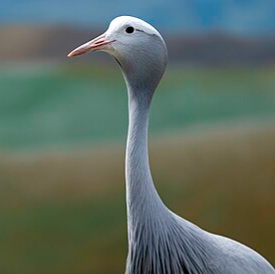 blue crane 2