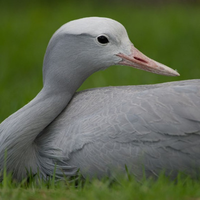 blue crane 1