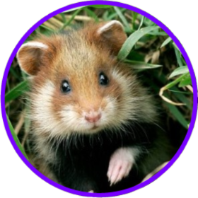 hamster