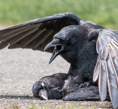 angry-crow