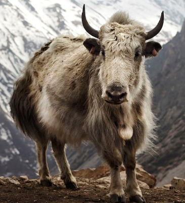 yak (2)