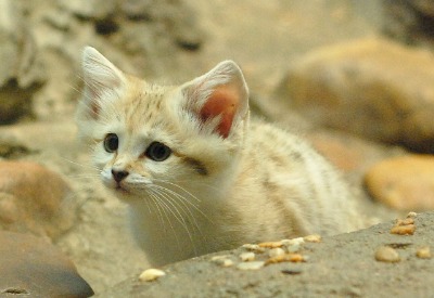 Noor- baby