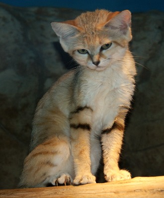 Noor- judgy