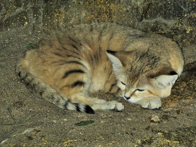 Noor- sleeping