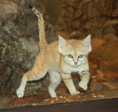 Noor- stalk