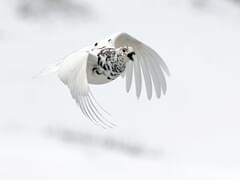 a ptarmigan