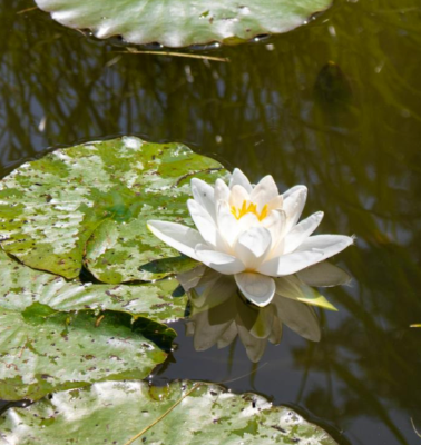 lilypad