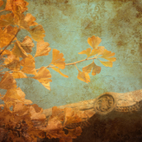 gingko_1