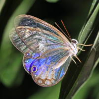 cithaerias