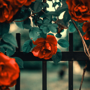 rose