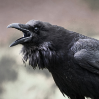 raven