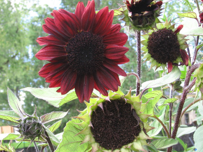 Helianthus_annuus_prado_red