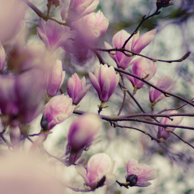 magnolia
