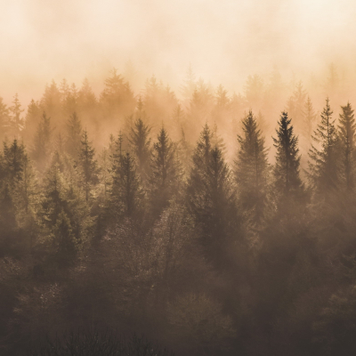 forest