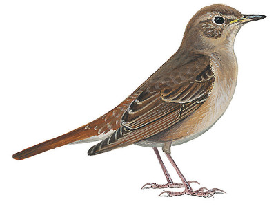 nightingale nightingale