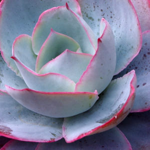 plant form 1