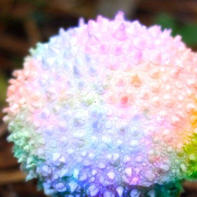 feytouched creeping puffball 1