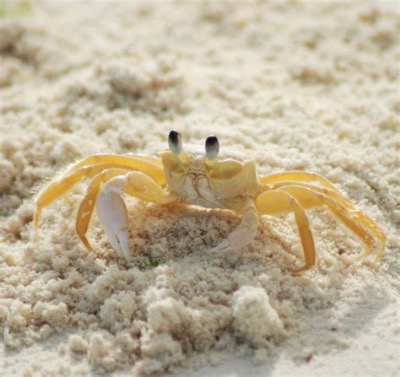 Krabby