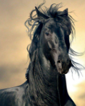 blackhorse