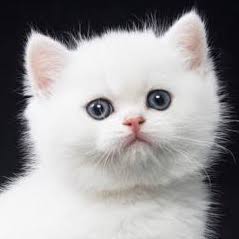 dignified