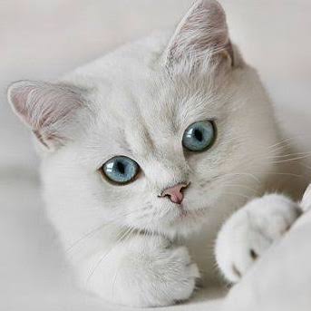 curious