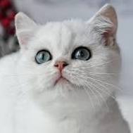 smug
