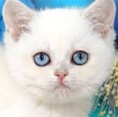 demure